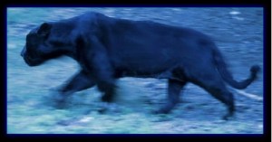 pantera nera spettrale