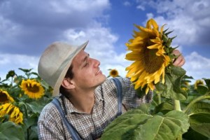 Ah, l'odore dei girasoli!